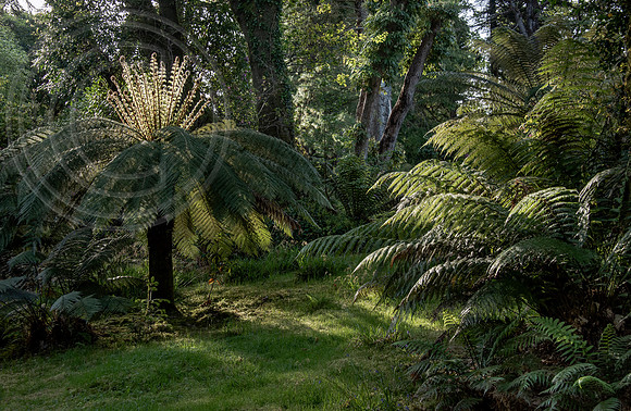 Derreen Garden, Ire