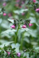 HUNTINGBROOK JIMI BLAKE Pulmonaria Blake Silver