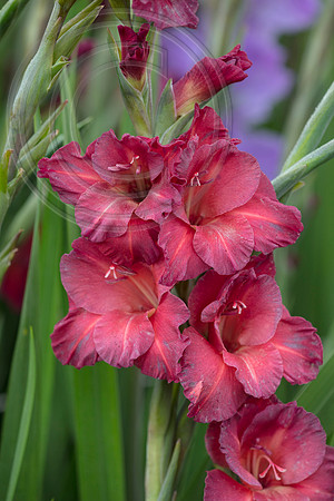 Gladioli Bimbo