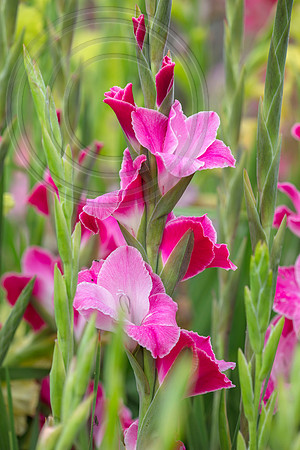 Gladioli Invitiate