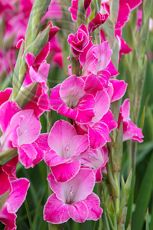 Gladioli Inviciate