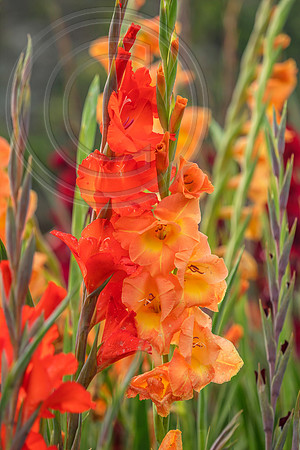 Gladioli Peach Melba and Traderhorn