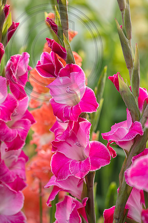 Gladioli Inviciate
