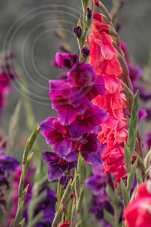 Gladioli Velvet Eyes and Aftershock