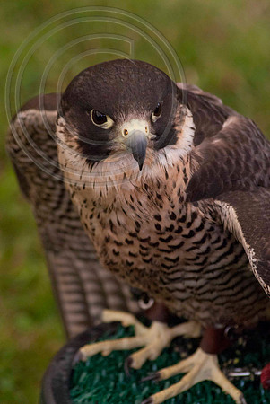 HARRIS HAWK