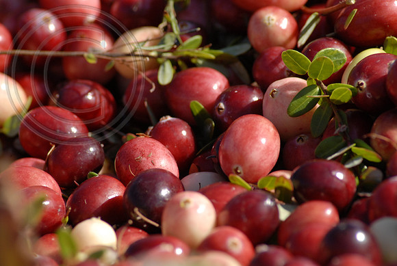 Fresh Cranberries