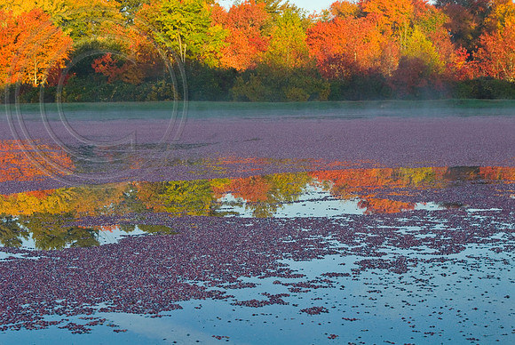 Cranberry alke - fall