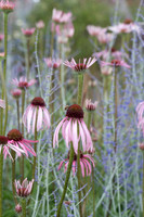 PERENNIALS TOM STUART SMITH GAP LIBRARY