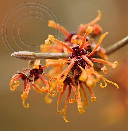 THE ORANGE FLOWERS OF HAMAMELIS X INTERMEDIA 'APHRODITE'