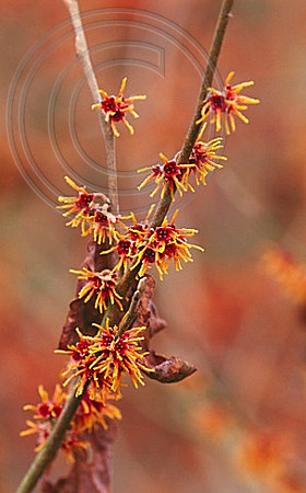 HAMAMELIS VERNALIS 'ORANGE SPANGLES'