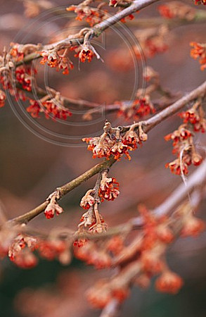 HAMAMELIS VERNALIS 'PENDULA'