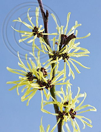 CLOSE UP OF THE YELLOW FLOWERS OF HAMAMELIS 'ANGELLY'