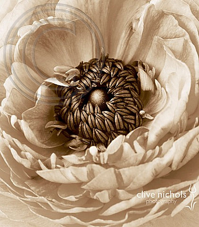 BLACK AND WHITE SEPIA TONED CLOSE UP OF CENTRE OF RANUNCULUS. ABSTRACT.PATTERN.NATURE.