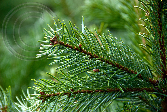 SPRUCE