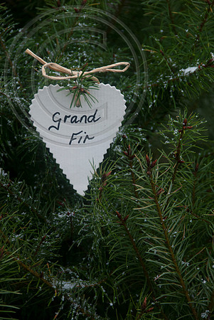 GRAND FIR