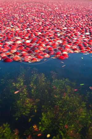 Submerged cranberry plant with floating berries