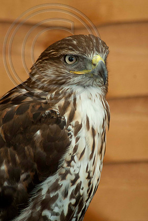 RED TAILED HAWK