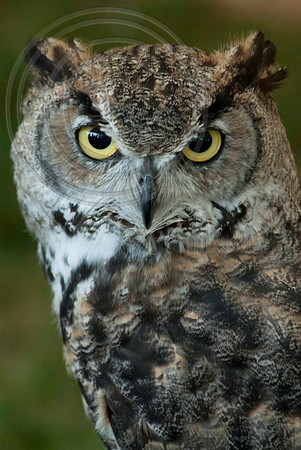 GREAT HORNED OWL