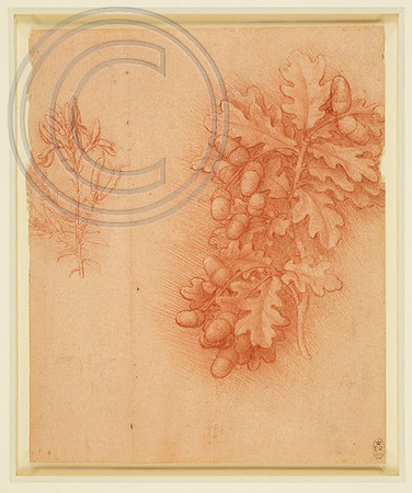 Study of Oak, acorn and broom.