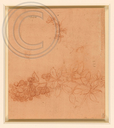 Study of a spray of balckberry  and bird's foot trefoil. Leonardo da Vinci