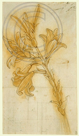 Study of a Lily; Leonardo da Vinci
