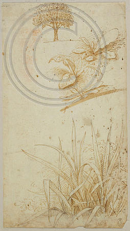 A tree, dandelions, and rushes
