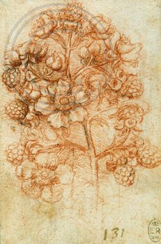 Study of spray of blackberry. Leonardo da Vinci