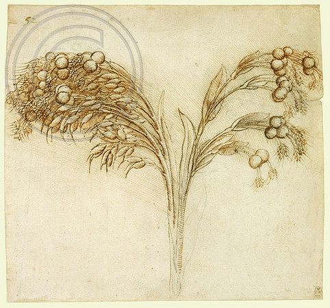 Study of Job's Tears. Leonardo da Vinci