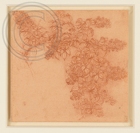 Study of a spray of blackberry Leonardo da Vinci