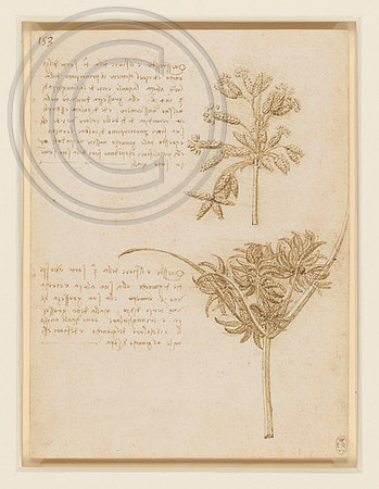 Study of flower bearing stalks of two speceis of sedge. Leoanrdo da Vinci