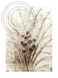 Study offruiting bur reed. Leoanardo da Vinci.
