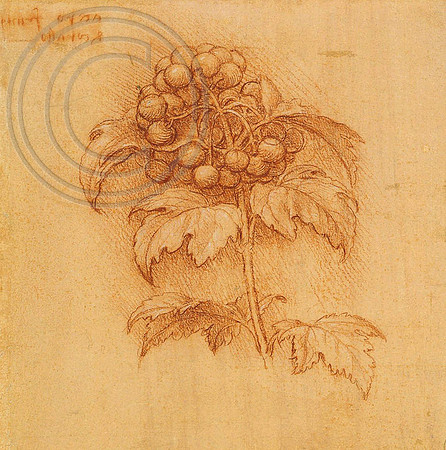 Fruiting Bunch of Gelder Rose; Leonardo da Vinci