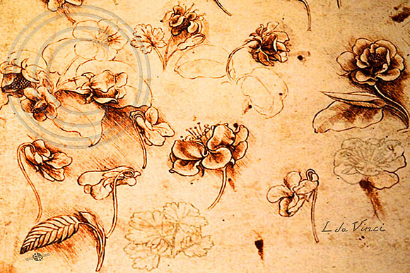 Studies of flowers. Leonardo da Vinci