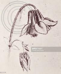 Study of aquiliegia; Leonardo da Vinci