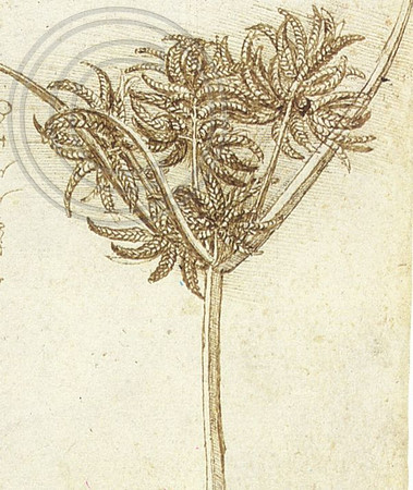 study of sedge; Leoanrdo da Vinci