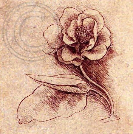 close up, Studies of Flowers, Leonardo da Vinci.