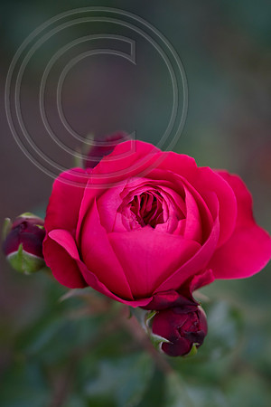 Rosa 'Mona Lisa'