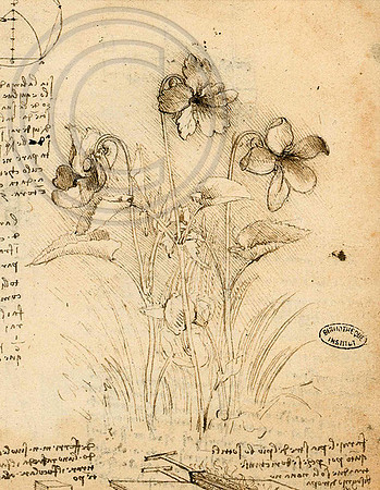 Study of violets