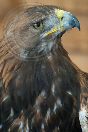 GOLDEN EAGLE