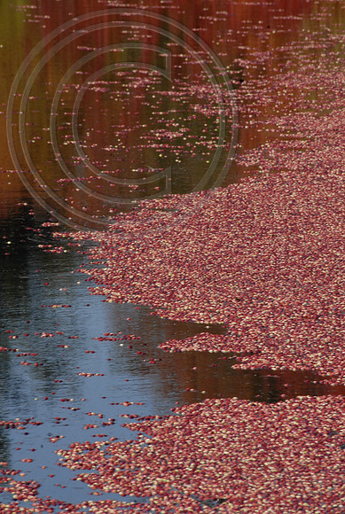 Cranberry lake
