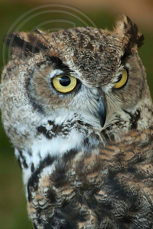 GREAT HORNED OWL