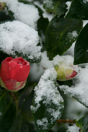 camellia in snow- camellia