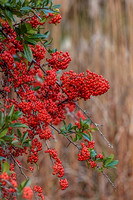 SORBUS SARGENTIANA