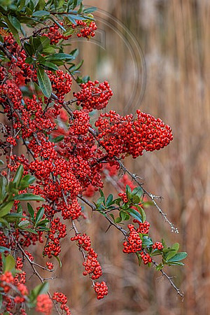 SORBUS SARGENTIANA
