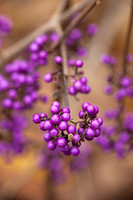 CALICARPA BODINIERI
