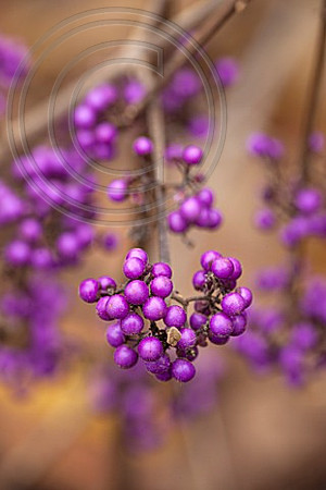 CALICARPA BODINIERI