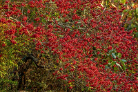 SORBUS SAGENTIANA