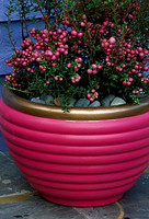 TERRACOTTA CONTAINER PAINTED PINK AND GOLD, PLANTED WITH WINTER FLOWERING PINK PERNETTYA. DESIGNER: CLARE MATTHEWS