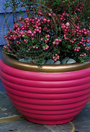 TERRACOTTA CONTAINER PAINTED PINK AND GOLD, PLANTED WITH WINTER FLOWERING PINK PERNETTYA. DESIGNER: CLARE MATTHEWS