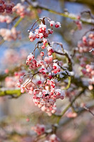 PETTIFERS, OXFORDSHIRE: GARDEN IN SNOW IN WINTER - SNOW ON THE PINK BERRIES OF SORBUS VILMORINII